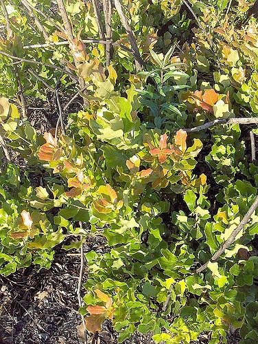 Quercus phellos (Quercus chapmanii)