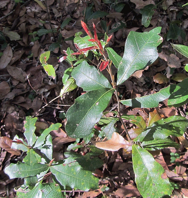 Quercus phellos