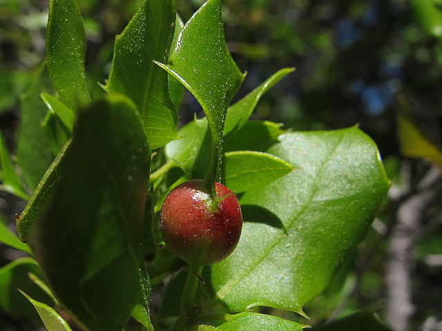 Chêne des garrigues