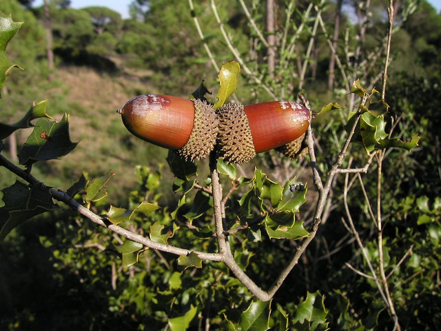 Chêne des garrigues