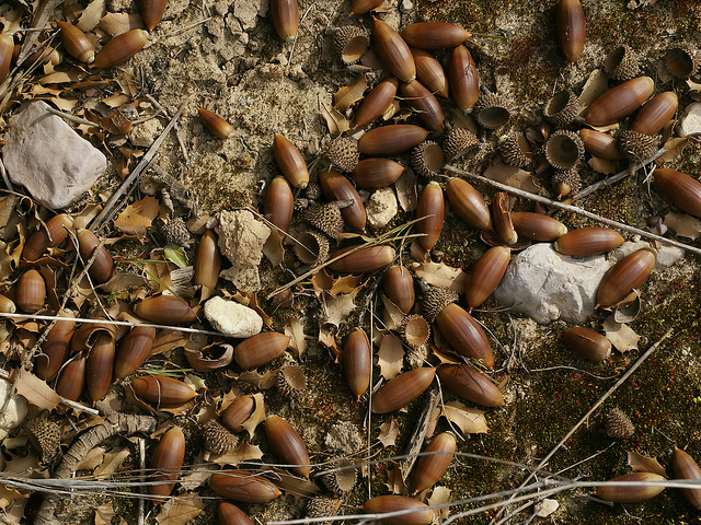 Chêne des garrigues (Quercus coccifera)