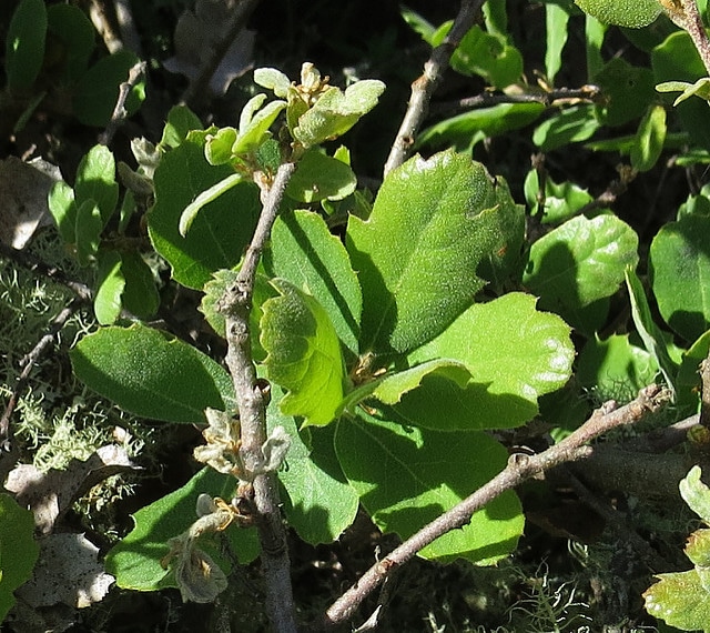 Quercus durata