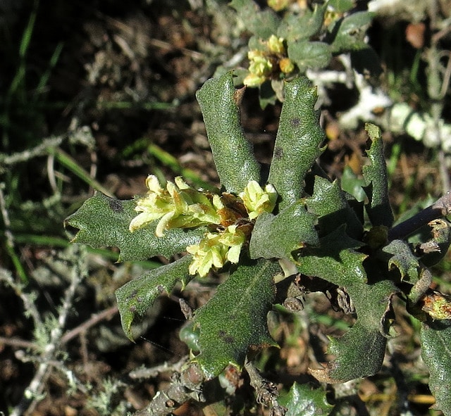 Quercus durata