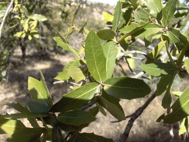 Quercus emoryi