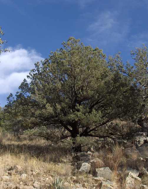 Quercus emoryi
