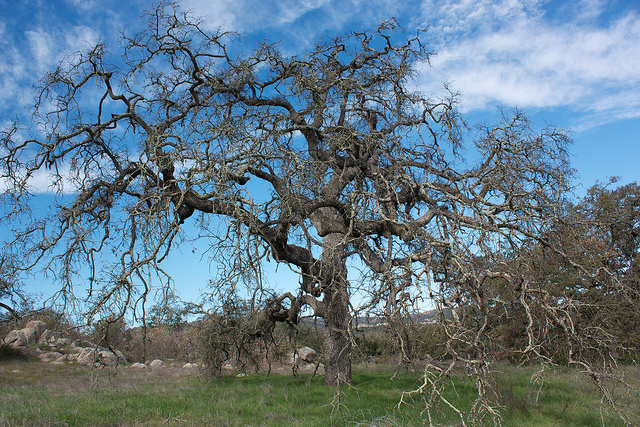Quercus engelmannii