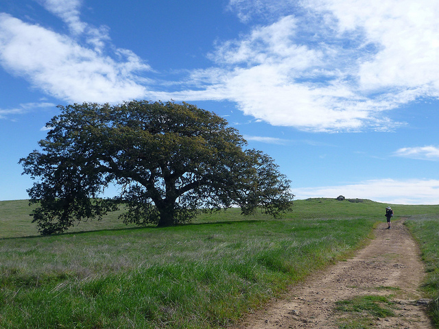 Quercus engelmannii
