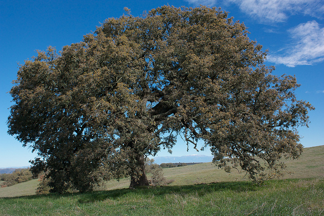 Quercus engelmannii