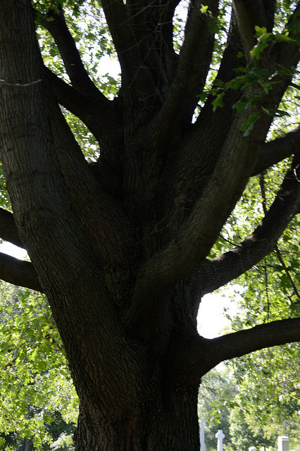Quercus falcata