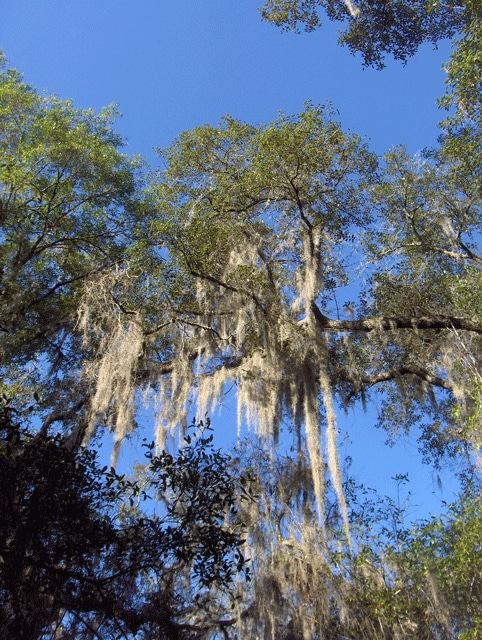 Quercus geminata