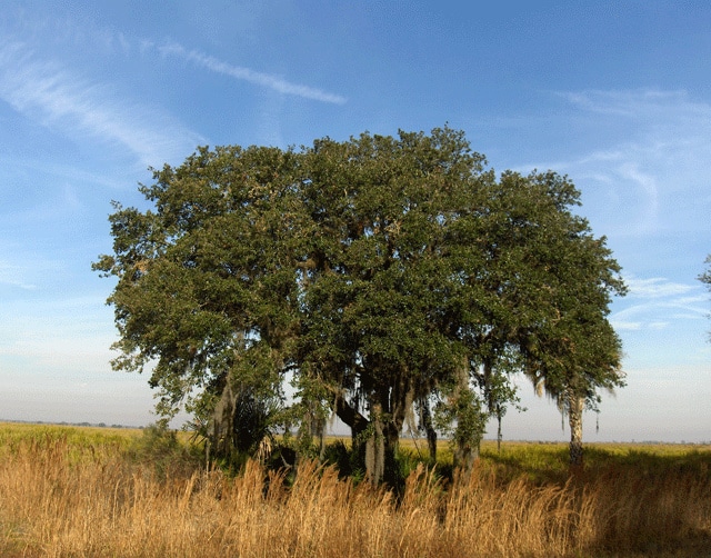Quercus geminata