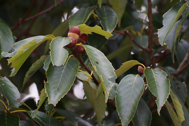 Quercus glauca