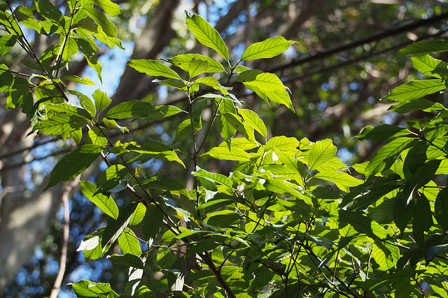 Quercus glauca