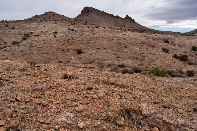 Quercus glauca