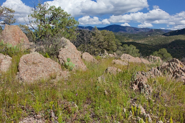 Quercus phellos
