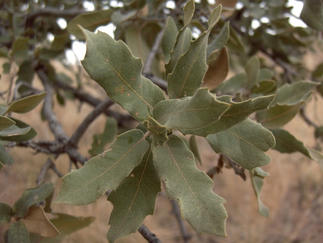 Quercus phellos
