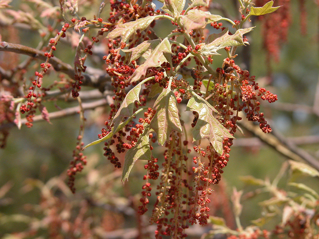 Chêne de banister (Quercus ilicifolia)