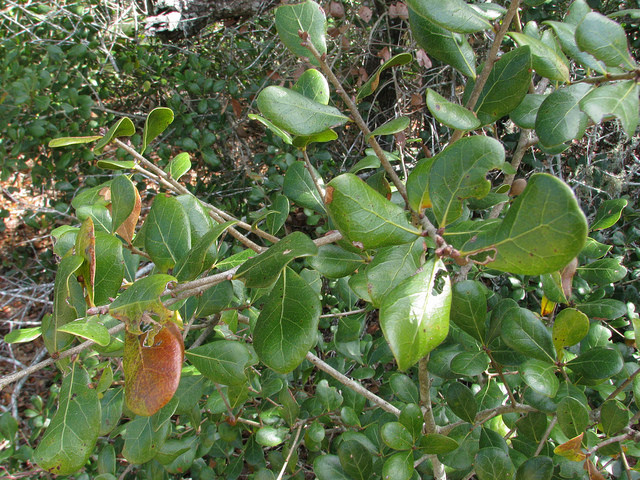 Quercus inopina