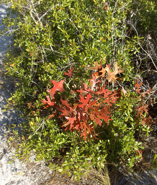 Quercus laevis