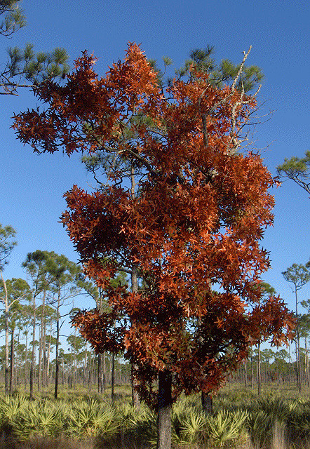 Quercus laevis