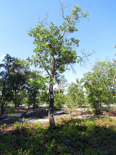 Quercus laevis