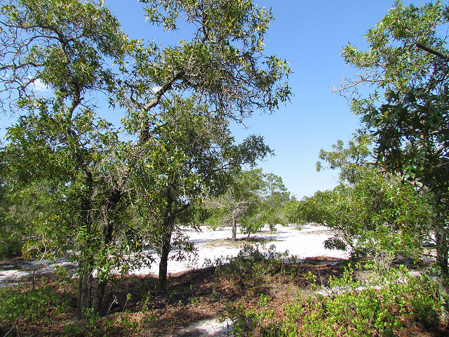 Quercus laevis