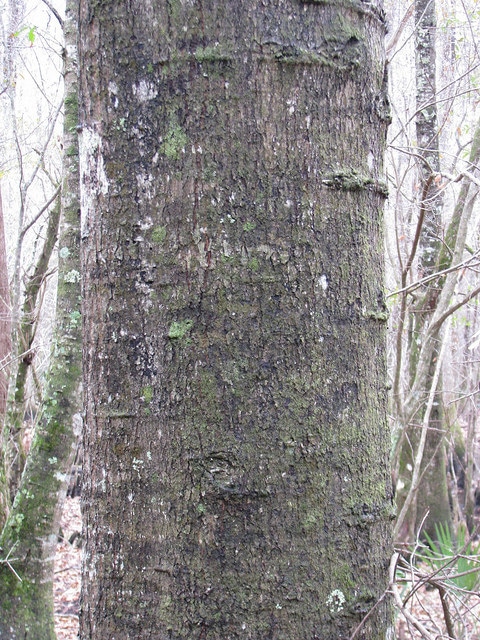 Quercus laurifolia (Quercus laurifolia)