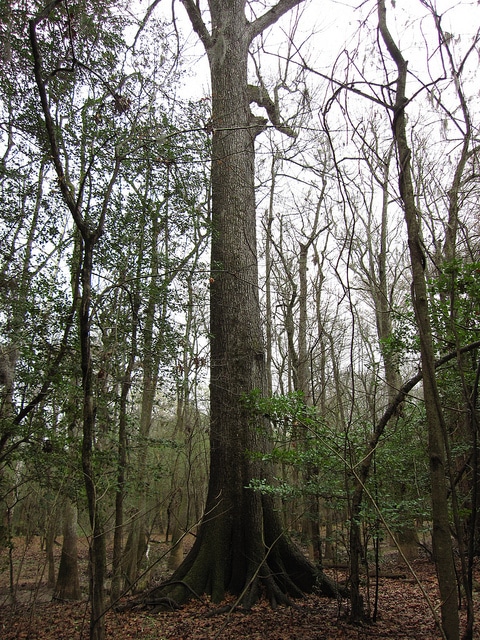 Quercus laurifolia