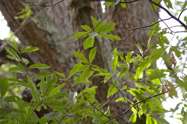 Quercus laurifolia
