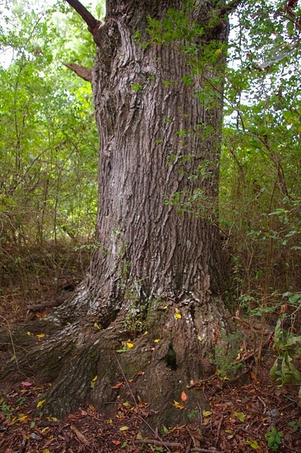 Quercus laurifolia