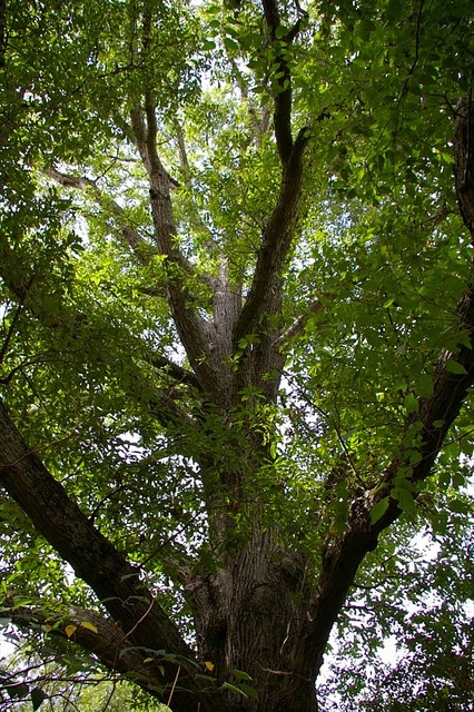 Quercus laurifolia