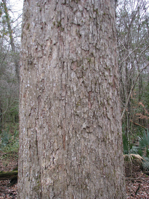 Quercus phellos