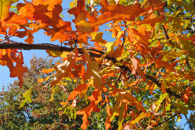 Quercus phellos