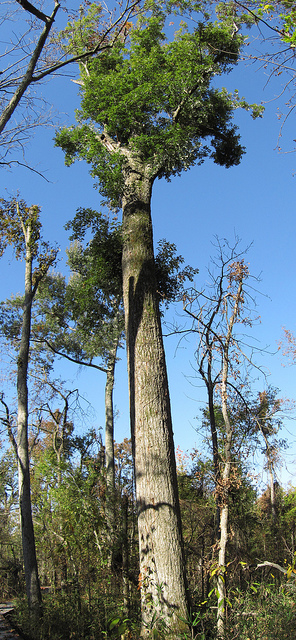 Quercus phellos