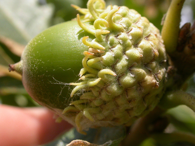 Chêne à gros fruits