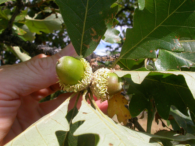 Chêne à gros fruits
