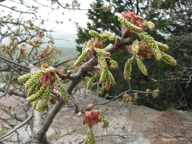 Quercus marilandica