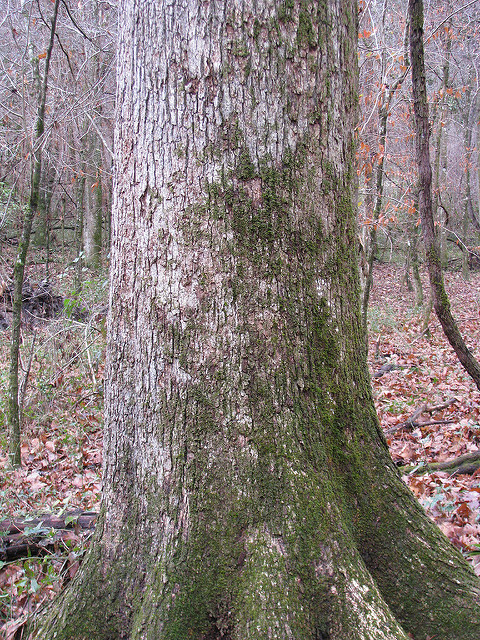 Quercus phellos