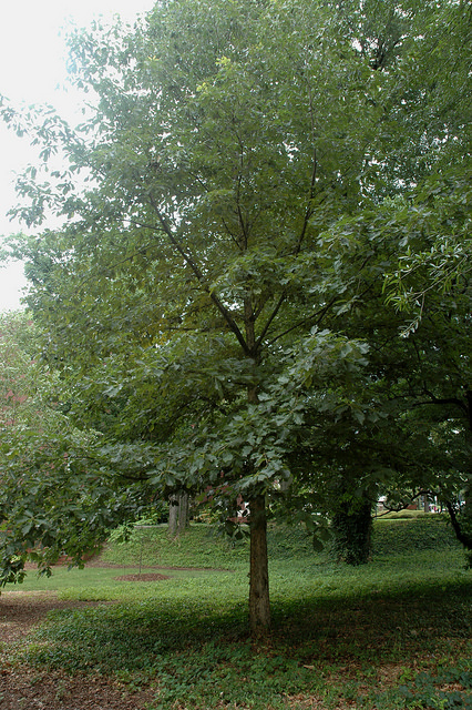 Quercus phellos