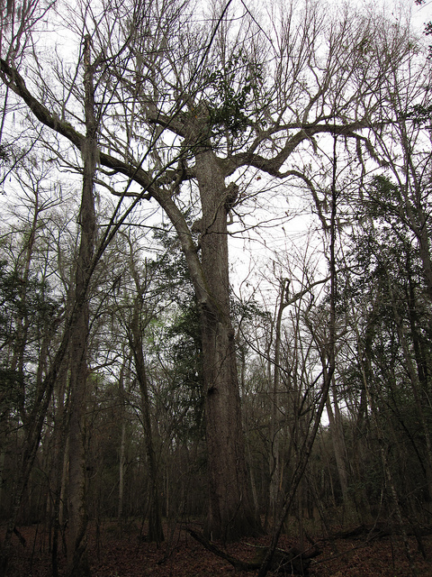 Quercus phellos