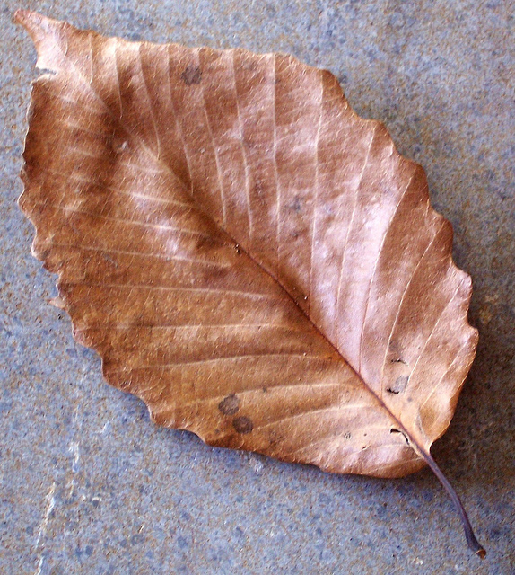 Quercus phellos