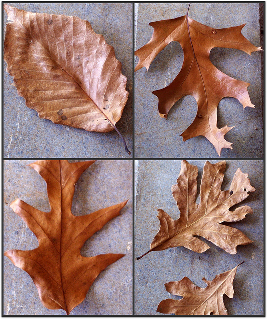 Quercus phellos