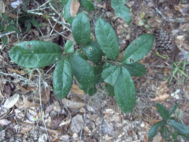 Quercus minima