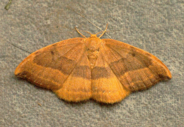 Quercus minima