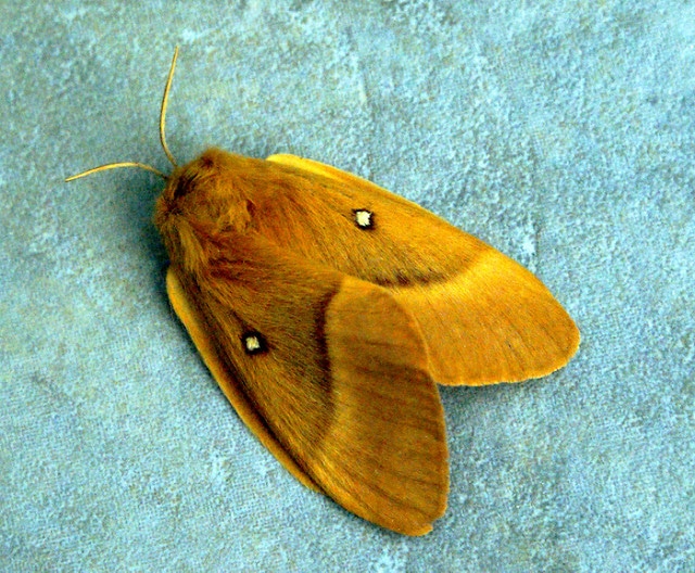 Quercus minima