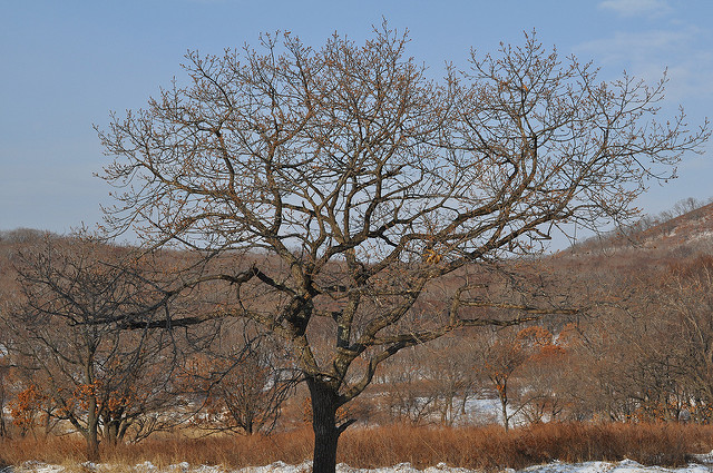 Quercus mongolica