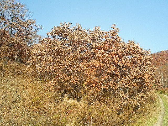 Quercus mongolica