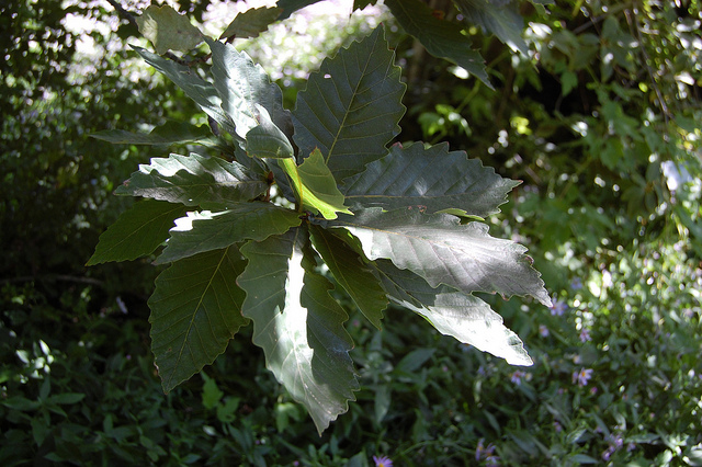 Quercus mongolica