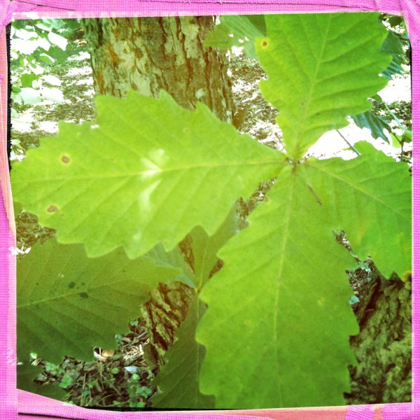 Quercus mongolica