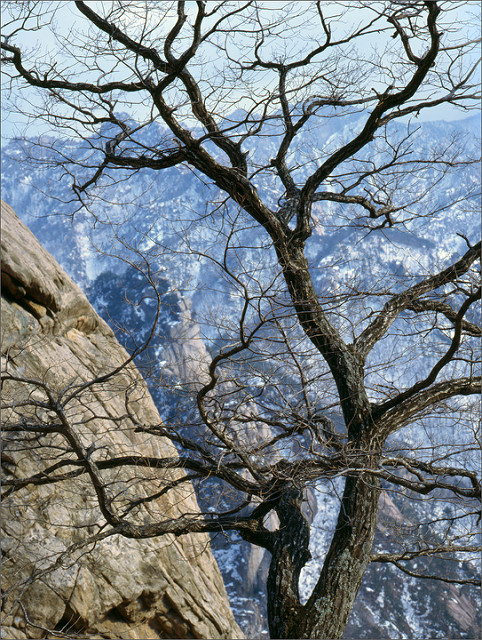 Quercus mongolica